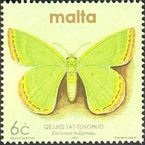 Moth (Eucrostes indigenata)