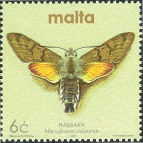 Hummingbird Hawk-Moth (Macroglossum stellatarum)