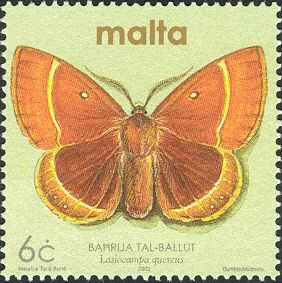 Oak Eggar (Lasiocampa quercus)