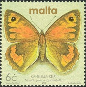 Maltese Meadow Brown (Maniola jurtina hyperhispulla)