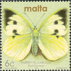 Large White (Pieris brassicae)