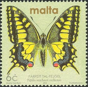 Maltese Swallowtail (Papilio machaon melitensis)