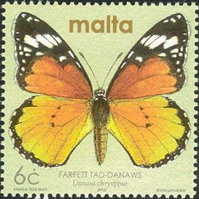 African Monarch (Danaus chrysippus)