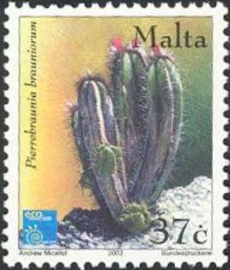 Pierrebraunia brauniorum (cactus)