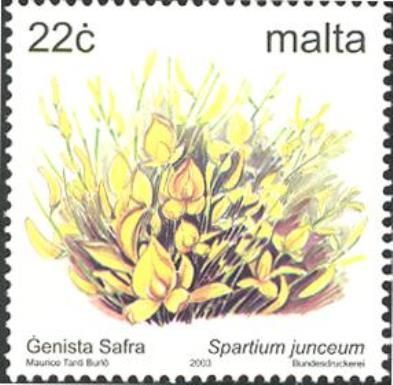 Spartium junceum