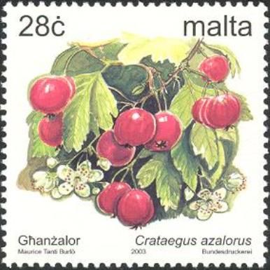 Crataegus azalorus