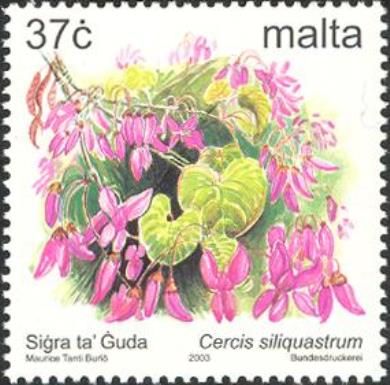 Cercis siliquastrum