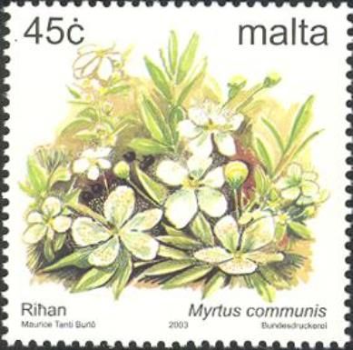 Myrtus communis