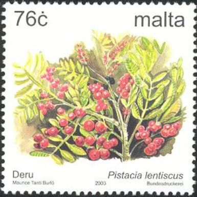 Pistacia lentiscus