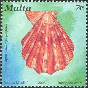 Cat's Paw Scallop (Chlamys pesfelis)