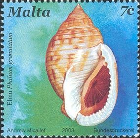 Scottish Bonnet (Phalium granulatum)