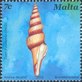 Brown-banded Turret Shell (Fusiturris similis)