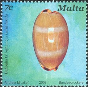 Brown Cowry (Luria lurida)