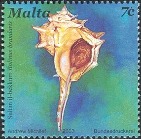 Spiny Dye Murex (Bolinus brandaris)