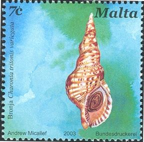 Atlantic Triton (Charonia tritonis variegata)