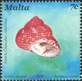 Strawberry Topshell (Clanculus corallinus)