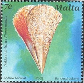 Noble Pen Shell (Pinna nobilis)