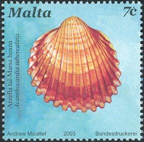 Rough Cockle (Acanthocardia tuberculata)