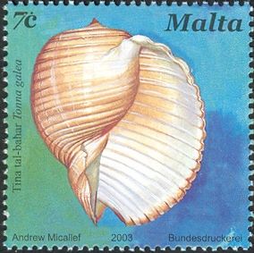 Giant Tun (Tonna galea)