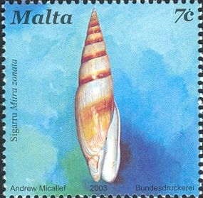 Zoned Mitre (Mitra zonata)