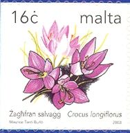 Yellow-throated Crocus (Crocus longiflorus)