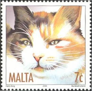 Tortoiseshell (Felis silvestris catus)