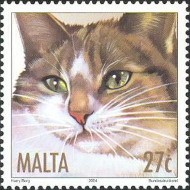 Brown Tabby (Felis silvestris catus)