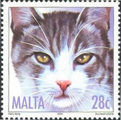 Silver Tabby (Felis silvestris catus)