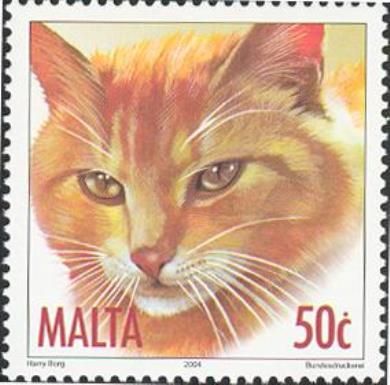 Ginger Tabby (Felis silvestris catus)