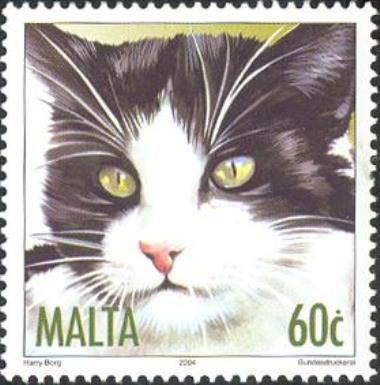 Black and White Short-Hair (Felis silvestris catus)