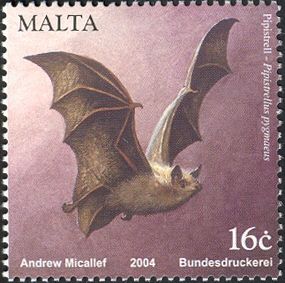 Soprano Pipistrelle (Pipistrellus pygmaeus)