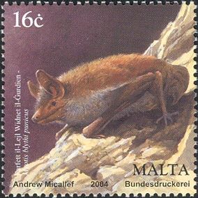 Maghreb Myotis (Myotis blythi punicus)