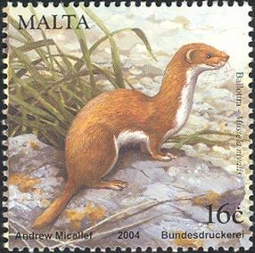 Least Weasel (Mustela nivalis)