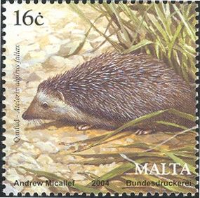 Algerian Hedgehog (Atelerix algirus fallax)
