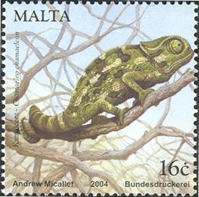 Mediterranean Chamaeleon (Chamaeleo chamaeleon)