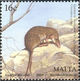 Sicilian White-toothed Shrew (Crocidura sicula)
