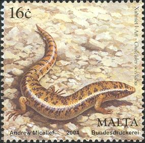 Ocellated Skink (Chalcides ocellatus)