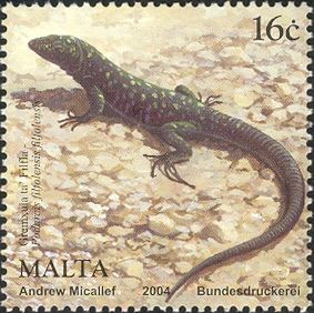 Maltese Wall Lizard (Podarcis filfolensis)