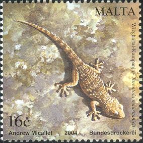Moorish Wall Gecko (Tarentola mauritanica)
