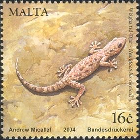 Turkish Gecko (Hemidactylus turcicus)