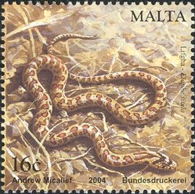Leopard Snake (Elaphe situla)