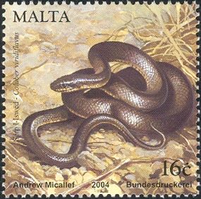 Western Whip Snake (Coluber viridiflavus)