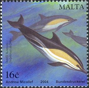 Common Dolphin (Delphinus delphis)