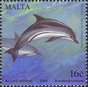 Striped Dolphin (Stenella coeruleoalba)