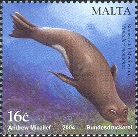Mediterranean Monk Seal (Monachus monachus)