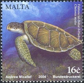 Green Turtle (Chelonia mydas)