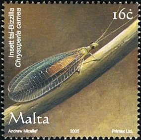 Green Lacewing (Chrysoperla carnea)