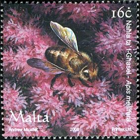 Honey Bee (Apis mellifera)