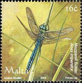 Emporer Dragonfly (Anax imperator)