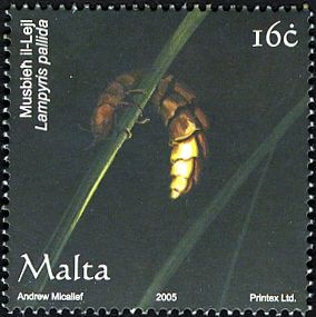 Glowworm (Lampyris pallida)